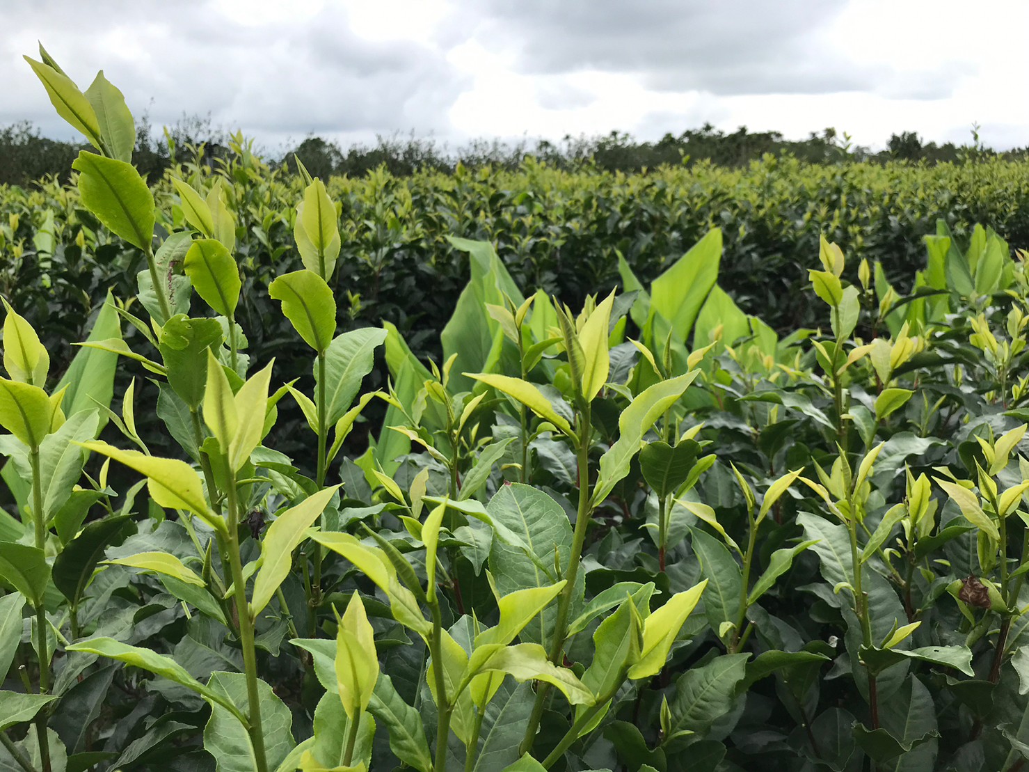 世峰荼莊B-種植區