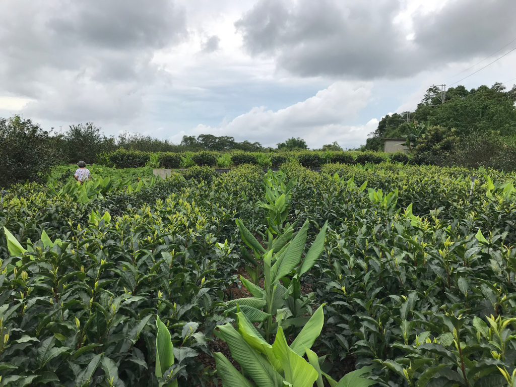世峰荼莊A-種植區
