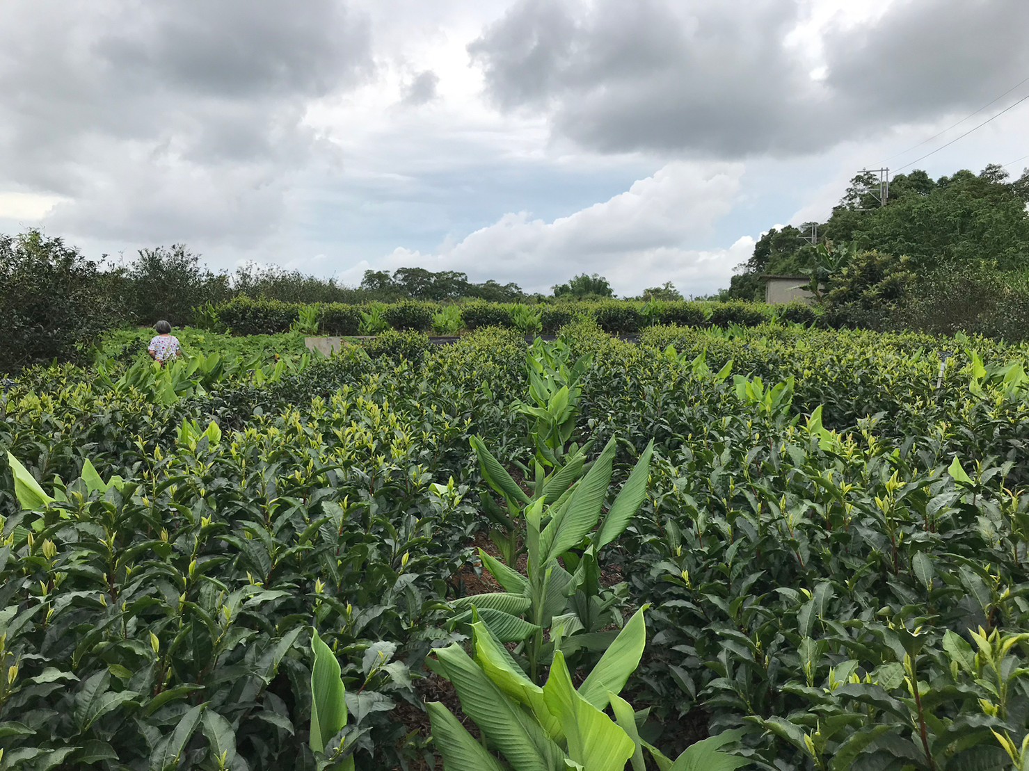 世峰荼莊A-種植區